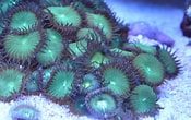 Image result for Palythoa Coral. Size: 175 x 110. Source: aquaterradigital.com