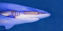 Afbeeldingsresultaten voor blauwe haai. Grootte: 218 x 110. Bron: reisleven.nl