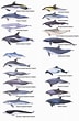 Image result for soorten Dolfijnen. Size: 72 x 110. Source: theanimalfund.net