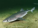 Image result for "squalus Acanthias". Size: 151 x 110. Source: www.sharksandrays.com