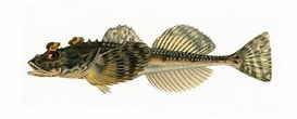 Image result for Myoxocephalus quadricornis. Size: 273 x 110. Source: www.ifiske.se