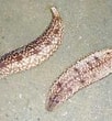 Afbeeldingsresultaten voor Holothuria notabilis Familie. Grootte: 102 x 110. Bron: www.wildsingapore.com