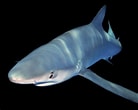 Afbeeldingsresultaten voor grote blauwe haai. Grootte: 138 x 110. Bron: www.adcdiving.be