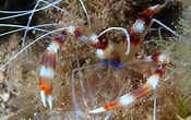 Image result for Stenopus hispidus. Size: 175 x 110. Source: www.picture-worl.org
