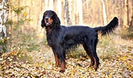 Bilderesultat for Gordon Setter. Størrelse: 187 x 110. Kilde: animalsbreeds.com