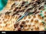 Image result for Elacatinus evelynae. Size: 150 x 110. Source: www.alamy.com