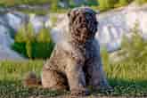 Image result for Bouvier des Flandres. Size: 165 x 110. Source: www.dailypaws.com