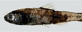 Afbeeldingsresultaten voor Ceratoscopelus maderensis Geslacht. Grootte: 281 x 72. Bron: fishesofaustralia.net.au