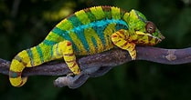 Résultat d’image pour le caméléon animal. Taille: 209 x 110. Source: milan-jeunesse.com