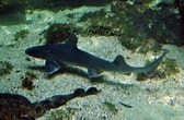Image result for "mustelus Asterias". Size: 168 x 110. Source: www.sharkwater.com