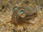 Image result for Sepiolidae. Size: 149 x 110. Source: www.cibsub.cat