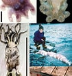 Image result for "galiteuthis Glacialis". Size: 105 x 110. Source: www.researchgate.net