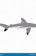 Image result for "carcharhinus Hemiodon". Size: 71 x 110. Source: www.dreamstime.com