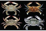 Image result for Portunus pelagicus Fortunes. Size: 161 x 110. Source: www.semanticscholar.org