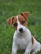 Bilderesultat for Jack Russell-terrier. Størrelse: 84 x 110. Kilde: petpress.net