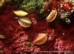 Image result for "terebratulina Retusa". Size: 150 x 110. Source: www.european-marine-life.org