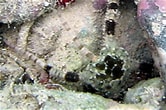 Image result for "ophioderma Appressum". Size: 166 x 110. Source: www.snorkelstj.com