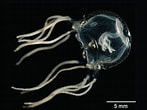 Afbeeldingsresultaten voor Chiropsalmus quadrumanus Klasse. Grootte: 147 x 110. Bron: www.pinterest.fr