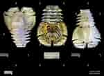 Image result for Ibacus ciliatus Rijk. Size: 150 x 110. Source: www.alamyimages.fr