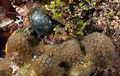 Image result for Madracis decactis. Size: 174 x 110. Source: scuba.spanglers.com