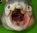 Image result for Heterodontus omanensis. Size: 126 x 110. Source: www.sharkwater.com
