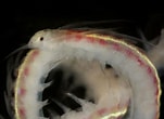 Afbeeldingsresultaten voor Phyllodoce rosea. Grootte: 151 x 110. Bron: www.aphotomarine.com