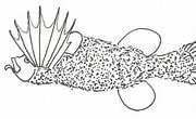 Image result for "mirapinna Esau". Size: 180 x 110. Source: animalesbiologia.com