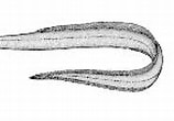 Image result for "derichthys Serpentinus". Size: 158 x 101. Source: www.fishbase.se