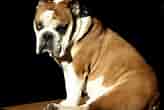 Image result for Engelsk Bulldog. Size: 164 x 110. Source: bangschmidt.blogspot.com
