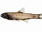 Afbeeldingsresultaten voor "lampanyctus Pusillus". Grootte: 147 x 110. Bron: fishesofaustralia.net.au