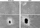 Cell Lines in Dental pulp എന്നതിനുള്ള ഇമേജ് ഫലം. വലിപ്പം: 155 x 110. ഉറവിടം: www.researchgate.net