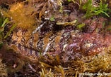 Afbeeldingsresultaten voor "baldia Johnstoni". Grootte: 157 x 110. Bron: reeflifesurvey.com
