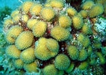 Image result for Madracis decactis. Size: 156 x 110. Source: coralpedia.bio.warwick.ac.uk