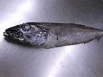 Image result for Oilfish Anatomy. Size: 146 x 110. Source: www.awindo.co.id