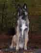 Image result for Belgisk hyrdehund. Size: 85 x 110. Source: www.hundegalleri.dk