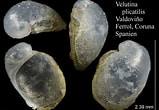 Image result for Velutina plicatilis Anatomie. Size: 159 x 110. Source: www.marinespecies.org