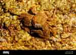 Image result for "porcellana Platycheles". Size: 150 x 110. Source: www.alamy.com