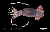 Image result for Sthenoteuthis pteropus. Size: 172 x 110. Source: catalog.digitalarchives.tw