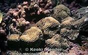 Image result for Gardineroseris planulata. Size: 176 x 110. Source: www.marinelifephotography.com