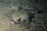 Image result for "amphilonche Diodon". Size: 164 x 110. Source: reefapp.net