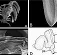 Image result for Ondina diaphana Anatomie. Size: 114 x 110. Source: www.researchgate.net