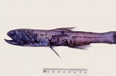 Image result for Lampanyctus pusillus Anatomie. Size: 168 x 110. Source: www.inaturalist.org