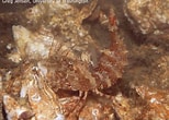 Image result for Lebbeus groenlandicus. Size: 154 x 110. Source: www.arcodiv.org
