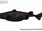 Image result for "etmopterus Granulosus". Size: 149 x 110. Source: chondrolab.cl