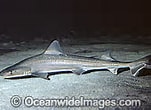 Image result for "mustelus Lenticulatus". Size: 151 x 110. Source: www.oceanwideimages.com