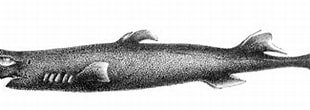 Image result for Etmopterus pusillus. Size: 310 x 85. Source: www.museubiodiversidade.uevora.pt