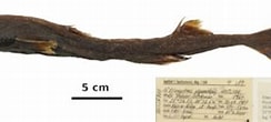 Afbeeldingsresultaten voor "etmopterus Polli". Grootte: 244 x 96. Bron: shark-references.com