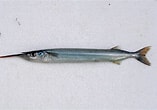 Image result for "hyporhamphus Picarti". Size: 157 x 110. Source: fishesofaustralia.net.au