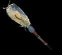 Image result for Corycaeidae Worm. Size: 124 x 110. Source: plankton.image.coocan.jp