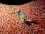 Image result for "hymedesmia Jecusculum". Size: 150 x 112. Source: www.seawater.no